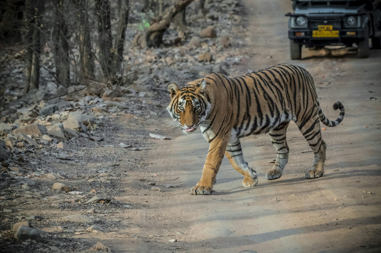 Ranthambhore